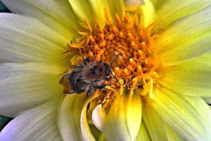 pyłek pszczeli jak stosować